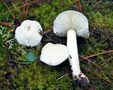Hygrophorus cossus